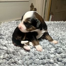 Girl 2 - Sable female Bernedoodle puppy in Royse City, Texas from Platinum Bernedoodles of Texas