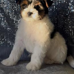 Tall Boy - Black tan and white male Biewer Terrier puppy in Rocklin, California from Precious Jewels Biewer Terriers