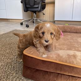 Hazel - Red female Cavapoo puppy in Sugarcreek, Ohio from True Hearted Doodles