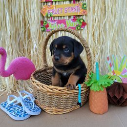 Rottweiler Puppies from C & J Rottweilers
