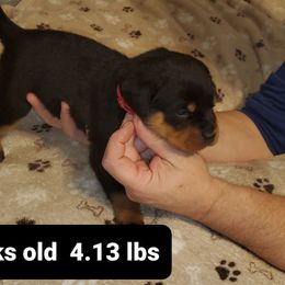 Rottweiler Puppies from vom Helligkeit