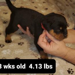 Rottweiler Puppies from vom Helligkeit