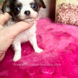 Boy 2 - male Chihuahua puppy in Manteca, California from Deb's Chihuahuas California