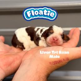 Floatie - Tri-Roan male English Springer Spaniel puppy in Uvalda, Georgia from Willow Creek Farms