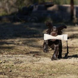 English Cocker Spaniel Puppies from HighBrassGunDogs