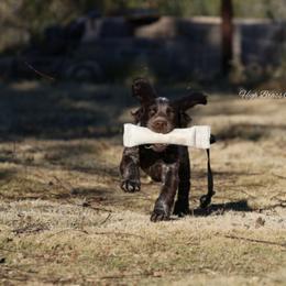 English Cocker Spaniel Puppies from HighBrassGunDogs