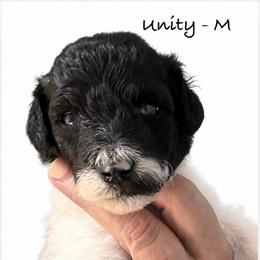 Unity - Parti male Poodle puppy in Greenwich, New York from MizzElle’s Standard Poodles