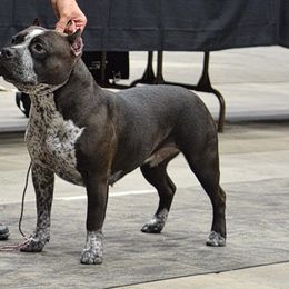 American Bullies from LouDogs Kennel
