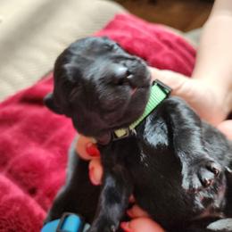 Green - Black male Labrador Retriever puppy in Siloam Springs, Arkansas from Karemy Kennels (Karemy Labradors)