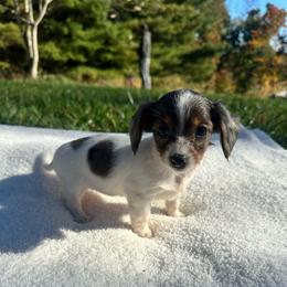 Holly - Piebald female Dachshund puppy in Wytheville, Virginia from Weenie Haven
