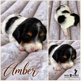 Amber - Black Piebald - Piebald female Dachshund puppy in Kemp, Texas from Koli Acres