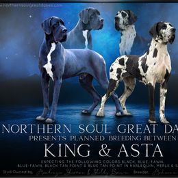 Great Dane puppies from Northern Soul Great Danes