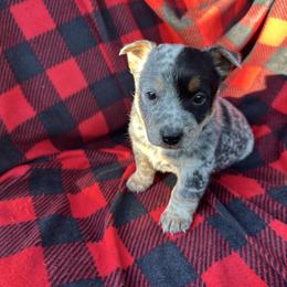 SOLD - Blue female Australian Cattle Dog puppy in Kalispell, Montana from BTR Australian Cattle Dogs