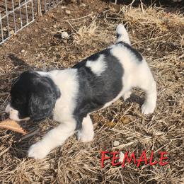Raz - Black and white female English Springer Spaniel puppy in Craig, Nebraska from Fur & Feathers Kennel