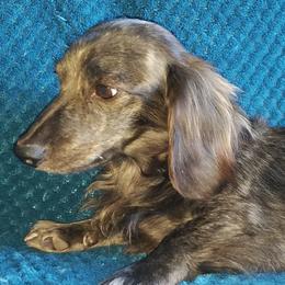 Bear - Dachshund