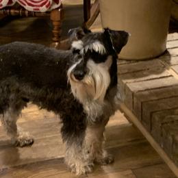 Abel - Miniature Schnauzer