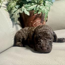 Lavender - Chocolate female Goldendoodle puppy in Lake City, Florida from Dream Hollow Farm