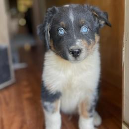 Male 4 - Blue merle male Australian Shepherd puppy in Smithville, Arkansas from Harris Farms and Aussies