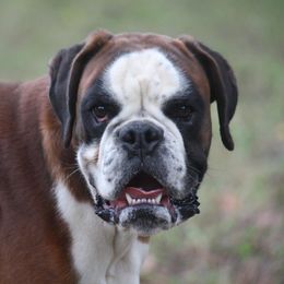 Boxer All Grown Up from von Ascalon