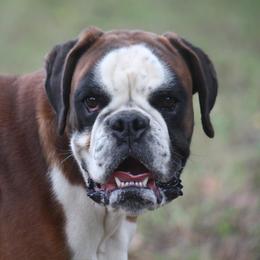 Boxer All Grown Up from von Ascalon