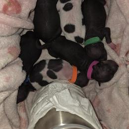 Blk Male Number 2 - Black tan and white male American Hairless Terrier puppy in Alabama from Flipside Dogs