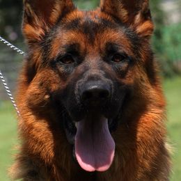 Otis - Black and red male German Shepherd puppy in Canton, Texas from WILDWOOD GERMAN SHEPHERDS