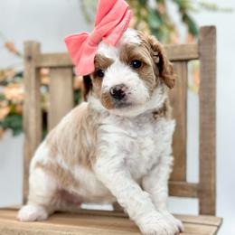 Magnolia - Parti female Goldendoodle puppy in Queen Creek, Arizona from Goldendoodle AZ