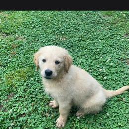 Yeti - Golden male Golden Retriever puppy in Bunch, Oklahoma from Julie’s Jewels Puppies