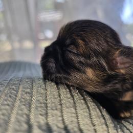 Gianna - Brindle female Shih Tzu puppy in Los Banos And Bay Area, California from Shantii's Shih Tzu's