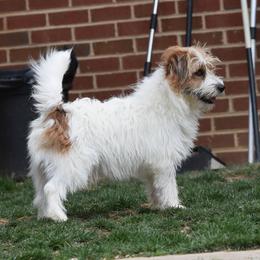 Maverick - Russell Terrier