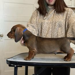 Frat (Blue) - Red male Dachshund puppy in Rapidan, Virginia from Cedar Run Border terriers and Dachshunds