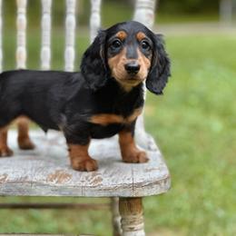 Winston - Black and tan male Dachshund puppy in Mascot, Tennessee from Magnolia Pearl Dachshunds