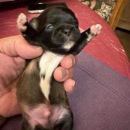 Boy 2 - Brindle and white male Shih Tzu puppy in Victorville, California from RUMBLE n TUMBLE