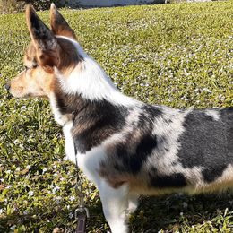 American Corgis from Will-O-Wisp Corgis