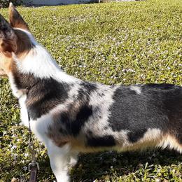 American Corgis from Will-O-Wisp Corgis