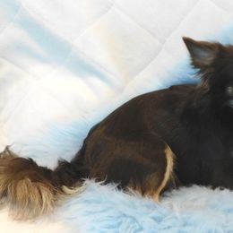 Chihuahua Puppies from Fine Whines & Lickers