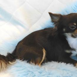 Chihuahua Puppies from Fine Whines & Lickers