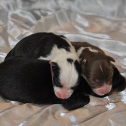 Australian Shepherd Puppies from Platinum Edition