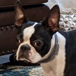 Rudy - Boston Terrier