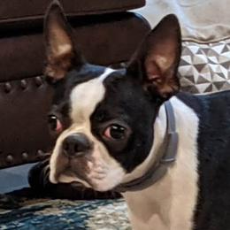 Rudy - Boston Terrier