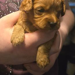 Mira - Red female Cavapoo puppy in Conklin, Michigan from Lake Michigan Couture Cavapoos & Cockapoos