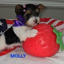 Biewer Terrier puppies from Granny's yorkshire Terrier Modesto California