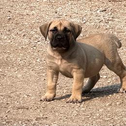 Pink Collar - Fawn female Boerboel puppy in Manitowoc, Wisconsin from Mae Boerboel