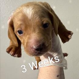 Rocky - Fawn (isabella) and cream male Dachshund puppy in Dayton, Ohio from Jen's Mini Dachshunds