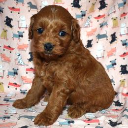 Pepper - Red  female Goldendoodle puppy in Jasper, Indiana from Hilltop Pups LLC