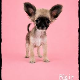 Blair - Black sabled fawn female Chihuahua puppy in Demorest, Georgia from Sourpatch Chihuahuas