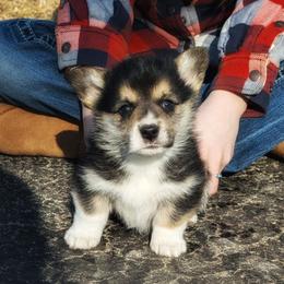 Vivian - Black and tan female Pembroke Welsh Corgi puppy in Coleman, Michigan from Salt Creek Farm Dogs