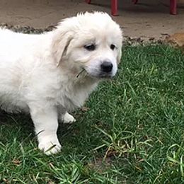 Golden Retriever Puppies from Red Hive Golden Retrievers