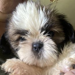 Justine - Gold and white female Shih Tzu puppy in Massachusetts from All That