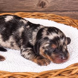 Spongebob - Black and tan male Dachshund puppy in Warm Springs, Arkansas from Seven Hills Arkansas